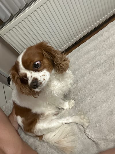 An indoor scene features a brown and white Blenheim Cavalier King Charles Spaniel dog positioned on a light gray, shaggy rug. The dog's head is tilted, and its eyes are wide and dark, reflecting light, giving it an alert or curious expression. Its fur around its face is slightly disheveled. A human limb, appearing to be a leg, is partially visible on the far left of the frame, suggesting close proximity to the animal.
The rug covers the lower and right portions of the floor. Adjacent to the rug, a strip of light brown wooden flooring is visible. Above the wooden floor, a white, horizontally ribbed radiator is mounted against a light-colored wall, occupying the upper left quadrant of the image. The top grill of the radiator is also discernible. The lighting appears to be interior and diffuse. The specific city of Saraia, Bulgaria, cannot be determined from the visual information provided in the image, as no external or geographical indicators are present.