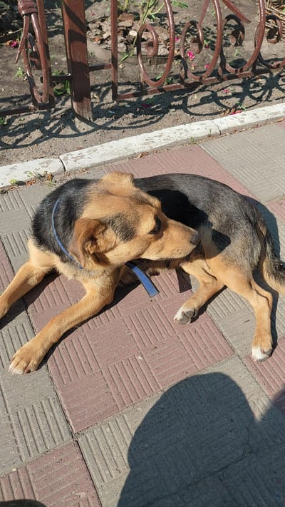 A medium-sized dog with brown and black fur lies on a brick-patterned sidewalk in front of a metal fence. The dog is wearing a blue collar. The sun casts a shadow of the dog onto the sidewalk. The environment appears to be outdoors in a public space, possibly a park or a street. The image was taken in Borodianka, Ukraine.