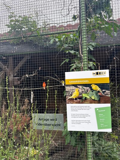 The image shows an outdoor enclosure at Tierpark Kreuzlingen in Kreuzlingen, Switzerland, housing canaries. A wire mesh fence dominates the foreground, with green foliage and branches visible through it. In the mid-ground, two bright orange canaries are perched on a horizontal branch inside the enclosure. Further back, a sign with the text "KANARIENVOGEL" (Canary Bird) is displayed, featuring images of two yellow canaries and broccoli. Another sign with the text "Anlage wird Videoüberwacht" (Enclosure is video monitored) is also visible. The background consists of trees and a roof structure, suggesting an outdoor aviary setting.