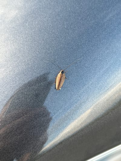 A single cockroach is positioned on a glossy, dark gray surface, likely a vehicle. The cockroach is light brown with darker markings and prominent antennae. The surface exhibits reflections of light, suggesting it is outdoors. A shadow of the cockroach is cast to its left. The background is out of focus, showing a gradient of light blue and dark gray. There is no discernible indication of the city of Dobroslavtsi, Bulgaria in the image.