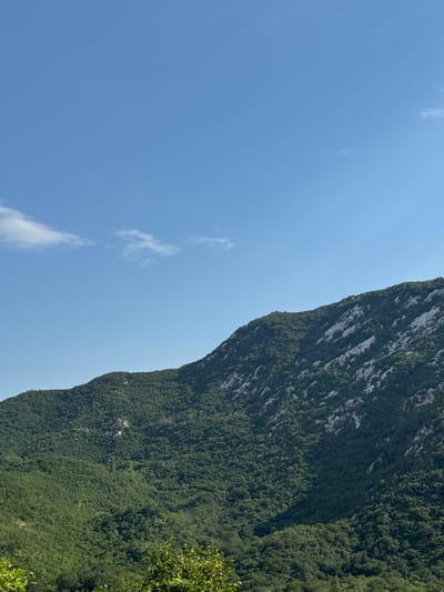 The image depicts a panoramic view of a densely forested mountain slope under a clear blue sky with a few wispy clouds. The mountain is covered in lush green trees, with some patches of exposed gray rock visible, particularly on the upper slopes. The foreground shows the tops of trees and foliage, suggesting the viewpoint is elevated, looking across or up at the mountain. The scene is natural and undeveloped, indicative of a mountainous region. The location is identified as being in the vicinity of Dragalj, Montenegro, a region known for its mountainous terrain and natural beauty. There are no people or artificial structures clearly visible in the image. The lighting suggests it is daytime, with the sun illuminating the mountain.