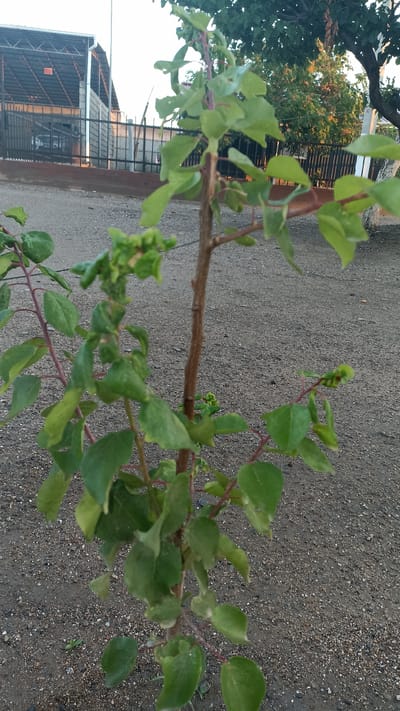 The image shows a young tree with green leaves and reddish-brown stems. The tree is planted in gravelly soil. In the background, there is a dark metal fence, a building with a dark roof, and a few trees. The sky is visible at the top of the image. The scene appears to be outdoors, possibly in a residential or industrial area. The location is identified as Samarkandek, Kyrgyzstan.
