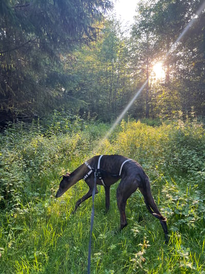 A brindle-colored greyhound wearing a harness is walking on a leash through a sun-dappled forest floor covered in tall green grass and foliage. The sun is setting, casting long shadows and creating lens flares as it shines through the trees. The dog appears to be sniffing the ground. The setting is a natural, wooded area.