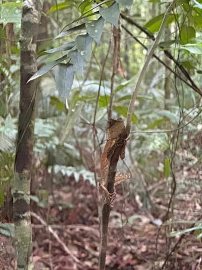 A small, brown lizard clings to a thin, vertical branch in a dense forest. The lizard is positioned on the right side of the frame, with its body angled upwards. Its skin appears textured, and it has visible claws gripping the branch. The background is a blur of green foliage and brown tree trunks, suggesting a natural, wooded environment. The lighting is dappled, indicating an overcast day or the presence of a tree canopy. The image captures a moment of stillness, with the lizard appearing to be at rest or observing its surroundings. The overall scene is one of natural camouflage and forest life.
