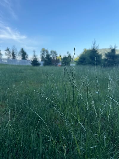 The image depicts a close-up view of tall grass in a field under a clear blue sky with wispy white clouds. The grass is green and appears slightly damp, with some blades reaching upwards towards the sky. In the background, out of focus, are trees and a white fence, suggesting a residential or rural setting. The overall impression is one of natural beauty and tranquility. There are no people or animals visible in the image. The location of Kebezen, Russia, is not visually represented in the provided image.