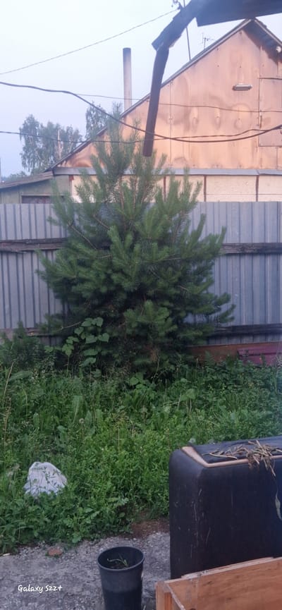 In Myski, Russia, a residential backyard is depicted. A young pine tree stands prominently in the foreground, its green branches extending outward. Behind it, a corrugated metal fence stretches horizontally, separating the yard from a structure with a light-colored, textured wall and a copper-colored, corrugated metal roof. A dark, curved object, possibly a storage container or outdoor furniture, is visible in the lower right portion of the frame, next to a black plastic pot containing a small plant. A white plastic bag rests on the ground near the fence on the left side. The scene is overgrown with various green plants and weeds, suggesting a natural, untamed environment. The sky is overcast, casting a diffused light over the scene.
