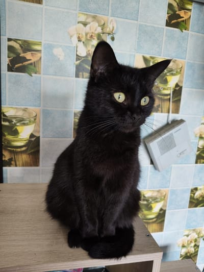 A black cat is sitting on a light-colored wooden surface. The cat is facing to the right, with its head turned towards the viewer. Its eyes are bright green and wide open. The background is a tiled wall with a pattern of blue squares and images of white orchids and glasses of green liquid. To the right of the cat, there is a small, light-colored electronic device with a speaker grille. The overall scene appears to be indoors. The specific location in Petrovsk, Russia, cannot be determined from the image alone.
