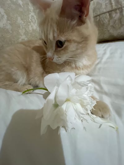 The image shows a close-up, top-down view of a fluffy, cream-colored cat lying on a white surface. A large, white peony flower with many petals is positioned next to the cat, partially obscuring its body. The cat is looking towards the right of the frame, with one eye visible. Its ears are alert, and its fur appears soft and well-groomed. A hand is gently petting the cat's head from the left side of the frame. The white surface the cat and flower are on seems to be made of soft fabric, possibly bedding or a blanket, with a textured pattern visible in the lower left corner. The lighting suggests it is daytime, but there are no clear indicators of the specific time of day or weather conditions. The overall mood is peaceful and serene, with the cat appearing relaxed and comfortable. The setting is likely indoors, given the soft furnishings and the presence of a pet. There is no visible text in the image. The location context of Коротиха, Russia, provides a geographical setting but is not visually apparent within the image itself.