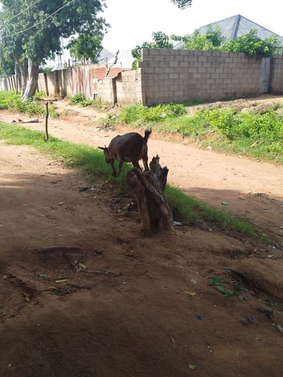 The image depicts a rural street scene in Gulum, Nigeria, characterized by unpaved roads, vegetation, and residential structures. A brown goat is prominently featured in the foreground, standing near a tree stump and grazing on grass by the roadside. The background reveals a concrete block wall, a corrugated metal fence, and trees. Several houses with pitched roofs are visible in the distance. Litter is scattered along the roadside, indicative of an informal settlement. The overall impression is one of a typical, unrefined urban or peri-urban environment in Nigeria.