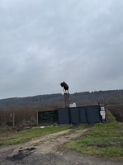 The image displays an outdoor scene in Ushintsi, Bulgaria, under a uniformly overcast, light grey sky. A dark, corrugated metal gate, approximately two meters in height, stands closed, blocking a dirt and gravel road in the foreground. This road exhibits potholes and scattered dark debris. To the left of the gate, a segment of wire fencing is visible, partially enveloped by green and dry brown vegetation. To the right, a dark brown, freshly tilled agricultural field extends into the frame.

A dark metallic sculpture of a ram or ibex, depicted standing on its hind legs with its front legs raised, is prominently mounted atop a rusty, vertical metal pole positioned immediately to the left of the gate structure. Two signs are affixed to the right panel of the gate: an upper circular red sign with a crossed-out animal symbol, and below it, a rectangular white sign displaying "ВНИМАНИЕ!" (ATTENTION!) in red Cyrillic text, followed by smaller black Cyrillic text indicating "Обектът е под видеонаблюдение!" (The object is under video surveillance!), and a triangular warning symbol.

Beyond the immediate vicinity of the gate, a band of dry, scrubby vegetation separates the foreground from a densely forested hill or mountain range dominating the background. Multiple tall, metal lattice power line towers are discernible within the distant treeline. No individuals or animals are present in the depicted scene.