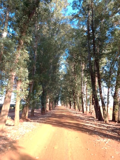 The image depicts a sun-drenched dirt road lined with tall eucalyptus trees on both sides, creating a natural canopy. The road appears to be in a rural or semi-rural area, possibly a farm or a road leading to one, given the sparse vegetation and the presence of what looks like agricultural fencing in the distance. The ground is a reddish-brown dirt, with scattered dry leaves and small stones. The trees are dense with green foliage, and sunlight filters through the leaves, casting dappled shadows on the road. The sky is a clear, bright blue. This specific location is identified as being on the road to a farm in São Gabriel Do Oeste, Brazil. There are no people or animals visible in the image. The scene is peaceful and natural, suggesting a calm, everyday environment.