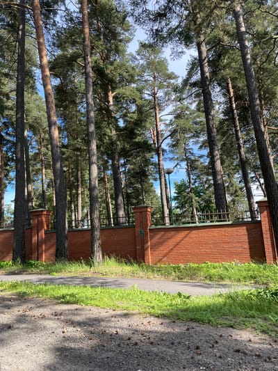 A long, reddish-brown brick wall with decorative brick pillars runs horizontally across the middle of the frame. A dark metal fence with a green top runs along the top of the brick wall. Behind the fence and wall, a dense forest of tall pine trees with dark bark and green needles dominates the scene, reaching towards a bright blue sky with some clouds. A paved path runs in front of the wall, bordered by lush green grass and weeds. The ground in the foreground is a gravelly surface with scattered pinecones and dappled sunlight. The overall impression is that of a boundary or entrance to a forested area within a city, possibly Zelenogorsk, Russia, given the tall pine trees common in the region. There are no people visible in the image. The lighting suggests it is daytime, with the sun casting shadows.