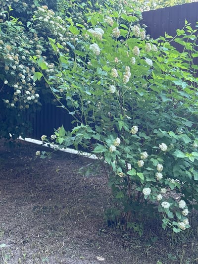 The image shows a dense, green bush with clusters of small white flowers in bloom. The bush is situated in an outdoor setting, with a dark brown wooden fence visible in the background. The ground in front of the bush is covered with dry, brown material, possibly mulch or dead leaves, with some sparse green grass and small plants emerging. The lighting suggests it is daytime, possibly late afternoon or early evening, with diffused light creating soft shadows. The scene appears to be a residential or garden area.