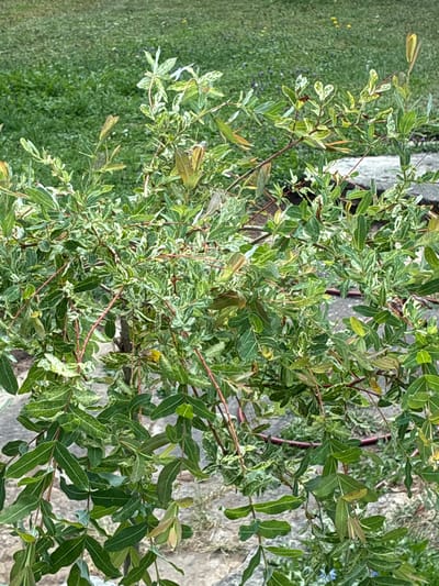 An outdoor, close-up, eye-level shot focuses on a shrub with variegated green and white leaves, and reddish-brown stems. The shrub is dense and bushy, with some leaves showing brown tips. The background is softly blurred, revealing green grass and a light-colored stone path. The image appears to have been taken in a residential garden in Bad Hersfeld, Germany, likely during daylight hours due to the bright illumination. No people or animals are visible in the frame. The scene is static and captures a moment of natural detail in an urban setting.
