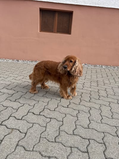 A reddish-brown dog, consistent with the appearance of a Cocker Spaniel, stands on a paved surface in an outdoor area of Pfaffenhofen an der Ilm, Germany. The dog is positioned in the center-right of the frame, facing left with its body slightly angled to the right. Its fur is long and wavy, particularly on its ears and legs. The animal is stationary, with all four paws on the ground.
Behind the dog is a building wall painted in a muted peach or salmon color. Approximately one-third of the way down from the top edge of the wall, there is a single horizontal rectangular window with dark brown wooden frames. The window panes feature a grid-like pattern, possibly from a screen or textured glass. Below the wall, separating it from the paved area, is a narrow strip of light-colored gravel. The ground is covered with interlocking gray concrete pavers, arranged in a structured pattern. The scene is illuminated by natural daylight. No people or other animals are visible.