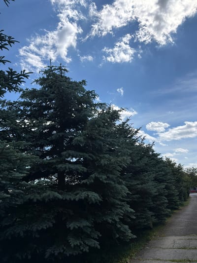 A row of tall, dark green evergreen trees line a paved path. The path curves to the right and recedes into the distance, where it meets a tree line. The sky above is a vibrant blue, dotted with fluffy white clouds. The overall scene suggests a peaceful outdoor setting, possibly a park or a suburban street in Strzyżowice, Poland. No people or animals are visible in the image.