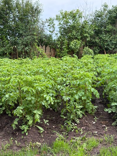 This media file shows a row of potato plants in a garden. The plants are green and leafy, with their stems visible. The soil is dark and rich, with some grass growing along the edge of the frame. In the background, there are trees and a wooden fence. The scene appears to be set in a rural or suburban location. There are no people or objects of human manufacture visible, aside from the fence, and no text is present in the image. The lighting suggests it is daytime, and the cloudy sky implies overcast weather. The overall impression is one of natural growth and cultivation. The location context provided is Chaykovskaya, Russia.