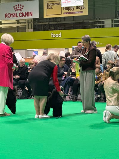An indoor dog show event is underway at the National Exhibition Centre (NEC) in Solihull, Metropolitan Borough of Solihull, United Kingdom. The foreground features a bright green carpeted area where three women and two black standard poodles are positioned.
On the left, an elderly woman with white hair, wearing a pink coat and light-colored trousers, stands with her back partially to the viewer, observing the scene. A black standard poodle is at her feet. In the center, a blonde-haired woman in a black dress over a red long-sleeved shirt is bent over, attending to a black standard poodle standing upright on the green carpet; she holds its head area with her right hand. On the right, a grey-haired woman with glasses, wearing a dark brown blazer, light top, and wide grey trousers, stands upright, holding an open book or catalog and looking down at it. She has a green lanyard or tag around her neck. A second woman, wearing a sequined top and white trousers, is kneeling on the far right of the green carpet.
Behind the active participants, rows of spectators are seated in black chairs, observing the event. The background features a vibrant yellow wall or banner with the word "food" written in large white letters. Above this, promotional banners are displayed, including "ROYAL CANIN" with its red crown logo, "Butternut Box.", and "Happy dogs." with "ROYAL CANIN" and "WELLBELOVED" logos. Structural elements of the exhibition hall ceiling are visible above the banners.