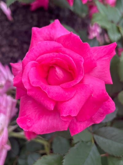 A close-up, eye-level, vertical shot captures a vibrant pink rose in full bloom. The rose's petals are tightly furled in the center, opening outwards into large, soft curves. The surface of the petals appears velvety, with subtle variations in shade and texture. In the background, out-of-focus elements suggest a garden setting; dark, earthy tones blend with softer pinks and greens, hinting at other flowers and foliage. The lighting is bright, highlighting the rose's intense color. The image was taken in Mount Royal, Canada.
