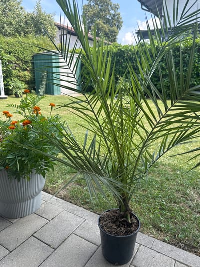 In a residential backyard in Bad Endorf, Germany, a small palm tree in a black plastic pot sits on a paved patio. Next to it, a large gray planter holds a bush with small orange flowers. The background features a green lawn, a tall hedge, a white house with a brown roof, and a green storage shed. The sky is blue with scattered clouds, indicating a sunny day.
