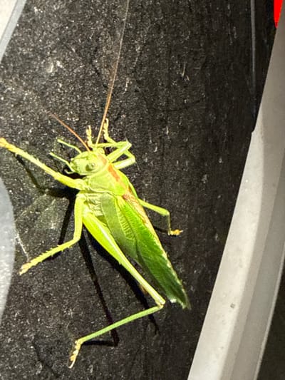A bright green katydid with long antennae and visible legs is perched on a dark, textured surface. The katydid is positioned diagonally across the frame, with its head facing the upper left. A thin, reddish-brown stripe is visible along its back. The background appears to be a rough, dark material, possibly asphalt or a similar outdoor surface. A portion of a light-colored, vertical object is visible on the right side of the frame, casting a shadow. The scene is illuminated by a light source that creates subtle shadows. No people are present in the image. This image was captured in Kaluđerac, Montenegro.