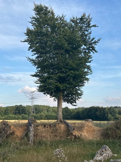 The image depicts a solitary, mature tree with a full, green canopy, centrally positioned on a raised earth bank. The bank appears eroded, with exposed soil and remnants of what seem to be tree stumps or fallen logs on its edges. To the left of the tree, a tall, metallic electricity pylon stands against a partly cloudy blue sky. In the background, a dense line of green trees forms a horizon, beyond which is a field of dry grass or crops. The foreground consists of tall, dry grass and some scattered white seed heads. The lighting suggests it is late afternoon or early evening, with a soft, diffused light. The scene is an outdoor rural landscape, likely in Saint-Vaast-du-Val, France, given the provided context. There are no people or animals visible in the image.