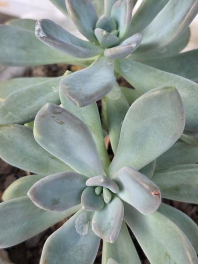 The image shows a close-up, overhead view of a succulent plant with pale green, fleshy leaves arranged in a rosette pattern. The leaves are thick and somewhat elongated, with rounded tips. Some of the leaves have a powdery or waxy coating, and there are a few small, discolored spots and slight damage on some of them. The background is out of focus, showing dark soil and hints of other leaves. The lighting is soft and natural, suggesting an outdoor or well-lit indoor environment. The scene does not depict any specific location within Bireuenmeunasahblang, Indonesia, as no recognizable landmarks or geographical features are visible.