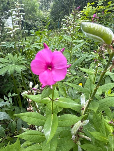 A close-up, eye-level shot captures a vibrant pink phlox flower in full bloom, its petals slightly curled and showing a deep pink center. The flower is the focal point, positioned slightly off-center to the left. Surrounding the phlox are numerous green leaves of varying shapes and sizes, some broad and palmate, others more slender and lance-shaped. Among the foliage, several fuzzy, green seed pods are visible on thin stalks, one prominently featured in the upper right quadrant, appearing almost alien in its texture. Smaller, unopened buds in shades of purple dot the scene, hinting at future blooms. In the background, a soft blur of more greenery and trees suggests a lush, natural environment. A tiny yellow flower can be seen in the mid-ground, adding a subtle splash of color. The lighting appears natural, indicating an outdoor setting, possibly a garden or wild meadow. The overall impression is one of natural beauty and a thriving plant ecosystem. The image does not depict any people or specific man-made structures. The location of Koklaisai, Kazakhstan, is provided as context for the scene.