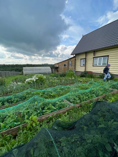 A person walks through a garden in the village of Kumyon, Russia. The garden contains raised beds covered with green netting, with various plants growing underneath. A greenhouse is visible in the background, along with a wooden house and trees. The sky is cloudy.