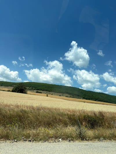 A wide-angle, eye-level outdoor shot showcases a rural landscape in the city of Drenkovo, Bulgaria, under a clear blue sky dotted with fluffy white clouds. In the foreground, a gravel and asphalt road runs along the bottom of the frame. Beyond the road, dry, golden-brown grasses and weeds line the edge of a vast field of ripe wheat, its stalks a uniform yellow. The wheat field extends into the midground, gently sloping upwards towards a dense, green forest covering a rolling hillside. A single mature tree stands prominently within the wheat field, and a few smaller trees are scattered across the slope. The overall scene depicts a sun-drenched agricultural and natural environment.