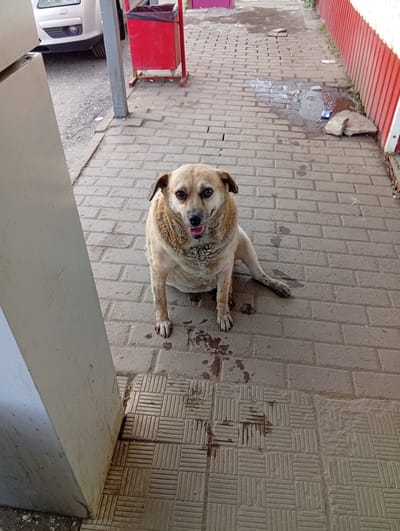 A tan-colored dog with dark ears is sitting on a brick-paved sidewalk. The dog is facing the camera with its mouth open and tongue visible. The sidewalk is wet in some areas, with dark stains appearing on the bricks. To the left of the dog, a large, light-colored pillar is visible, and behind it, the front of a white car is parked on a gravel surface. To the right of the dog, a red trash can on wheels is situated next to a building with a red and white striped wall. The environment appears to be an outdoor urban setting, possibly a street or the entrance to a building. The location is the city of Ruzaevka, Russia.