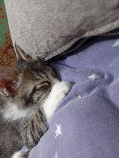 A close-up, eye-level shot shows a small tabby kitten sleeping on a purple blanket with white stars. The kitten is curled up, with its head resting on its paws and its eyes closed. Its fur is a mix of gray, white, and black. The blanket is slightly wrinkled, and there is a small yellow crumb on it near the kitten's head. In the background, a blurred gray cushion is visible, along with a hint of a patterned rug. The scene appears to be indoors, possibly on a bed or sofa. There are no people visible in the image, and no specific location in Termez, Uzbekistan, can be identified from the visual information provided.
