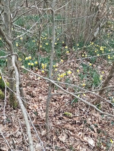 The image depicts a section of a deciduous forest floor in Étalle, Belgium, under diffused natural light. The ground is largely covered with an accumulation of brown, dry leaves. Scattered throughout the midground and background are numerous yellow daffodil flowers (Narcissus species) with green foliage, appearing to grow from the forest floor. Several slender, bare tree trunks and branches, light brown to grey in color, traverse the frame vertically and diagonally, partially obstructing the view. A small patch of green moss is visible on a tree base in the lower left quadrant. The background shows a denser arrangement of similar bare trees. No human figures or discernible man-made objects are present.