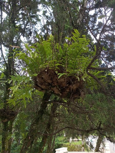 A bird's-nest fern resides in a tree's branches, its vivid green fronds contrasting with the tree's gnarled, moss-covered limbs. The fern's base is a dark, dense mass nestled within the tree's structure. The scene unfolds among a backdrop of more trees and foliage, obscuring much of the sky. A glimpse of a distant structure with a white wall hints at a built environment in the distance.