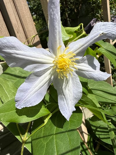 A close-up shot captures a delicate, pale lavender clematis flower in full bloom, its petals unfurling around a vibrant yellow stamen cluster. The flower is surrounded by lush, green leaves, some of which are casting distinct shadows on the petals, indicating a sunny day. In the background, out of focus, is a wooden fence structure, appearing weathered and brown, and further beyond that, a dense green foliage suggesting a garden environment in Залесье Снт, Russia. The lighting is natural and bright, with sunlight strongly illuminating the flower and leaves.