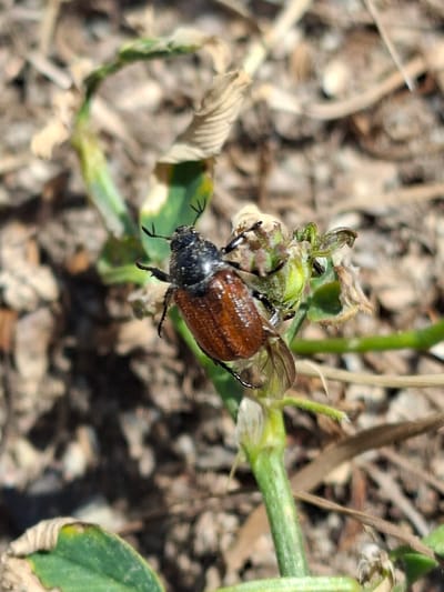 The image shows a close-up of a reddish-brown beetle with a black head, resting on a green plant stem. The beetle's body is segmented, and its legs are visible, grasping the stem. The plant appears to be a small, leafy green plant with some dried, brown leaves also present in the background. The setting is outdoors, with a shallow depth of field that blurs the background, suggesting a natural environment like a field or garden. The lighting appears to be natural sunlight, casting shadows and highlighting the texture of the beetle's shell and the plant's leaves. There is no visible text in the image. The overall impression is a detailed snapshot of insect life in its natural habitat. The location context of Toguz-Bulak, Kyrgyzstan, indicates a rural or mountainous setting, which is consistent with the natural, uncultivated appearance of the scene.