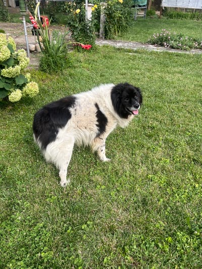 A medium-sized, fluffy dog with black and white patches stands on a lush green lawn. The dog is facing to the right, with its mouth open and tongue hanging out. Its fur is a mix of white and black, with black markings on its face and body. The dog's tail is visible and appears to be fluffy. In the background, there are various plants, including some with large, light green flowers, and some tall red flowers. A stone pathway is also visible in the background, leading away from the dog and into the yard. The overall scene appears to be a peaceful outdoor setting, possibly a backyard garden. The dog's presence suggests it is a pet enjoying the outdoors. There is no indication of any specific location within Ohrid, Bulgaria.