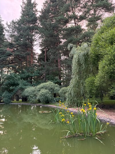 The image depicts a pond in the city of Nevzorovo, Russia, surrounded by a dense forest and a weeping willow tree. Yellow irises are blooming in the pond, and lily pads are visible on the surface. The water is a murky green color and reflects the surrounding trees and sky. The sky is overcast with a pale pink hue, suggesting it might be dawn or dusk. There are no people or animals visible in the image.