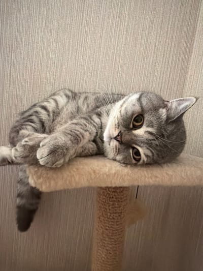 A grey tabby cat is lying on a cat tree. The cat is curled up with its paws tucked underneath its body. Its head is resting on the edge of the cat tree, and its eyes are open. The background is a beige, textured wall. This image was taken in Uhornyky, Ukraine.