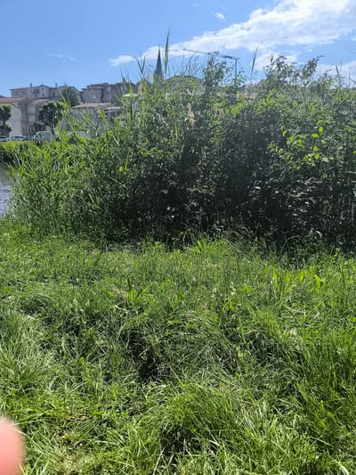The image captures a view of Chézenas, France, from a grassy embankment near a canal or river. The foreground is dominated by long, lush green grass. Behind the grass is a dense thicket of vegetation, likely including reeds and bushes, partially obscuring the view. In the midground, residential buildings and a church spire are visible above the vegetation. A construction crane is seen above the buildings. The sky is blue with scattered white clouds.