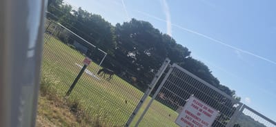 The image shows a section of a green metal fence surrounding an outdoor area with grass and trees. In the background, there are more trees and a grassy hillside. The sky is clear and blue with some contrails from airplanes.

Attached to the fence are two signs. The first sign is red and white and reads: "PLEASE DO NOT PARK IN FRONT OF EMERGENCY GATE 24/7 ACCESS REQUIRED". The second sign is smaller, also red and white, and is partially obscured but appears to read: "PLEASE DO NOT TOUCH OR FEED".

Inside the fenced area, an animal, possibly a deer or a large dog, is lying on the ground, appearing to be distressed or injured. It is lying on its back with its legs in the air.

The scene appears to be set during the daytime, likely on a sunny day given the brightness and clear sky. The presence of the fence and signage suggests a controlled or private area, possibly a park, animal sanctuary, or a facility with specific access requirements. The overall impression is one of concern for the animal's well-being due to its unusual posture.