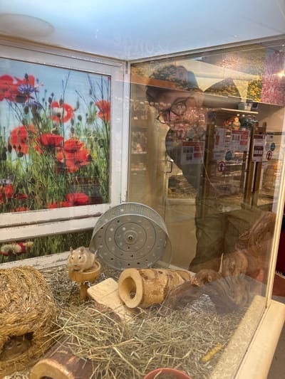 The image shows a gerbil cage, presumably located in Villebon-sur-Yvette, France. Within the cage, there are at least two gerbils amidst hay and wooden accessories. A metal running wheel is visible along with a straw nest and wooden tunnels. The exterior of the cage has a picture of poppies attached to it, with a reflection of a person in glasses looking at the cage, perhaps observing or photographing. Behind the person's reflection are interior displays. The overall environment is likely a pet store or similar commercial setting, based on the displays behind.