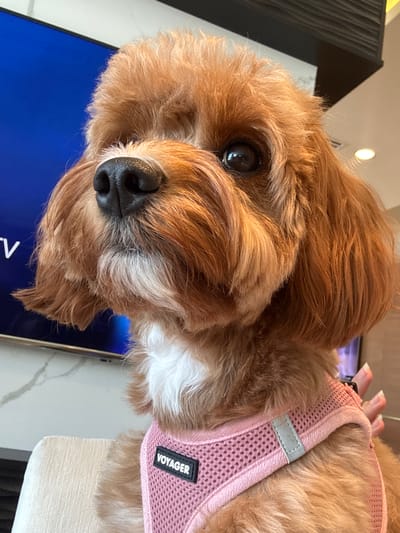 A medium shot, taken from chest level, shows a close-up of a reddish-brown Cavalier King Charles Spaniel wearing a pink mesh harness. The dog is looking to the left, with its nose and muzzle prominent in the foreground. Its fur is slightly disheveled around its face. A white patch of fur is visible on its chest. The harness has a black rectangular tag with the word "VOYAGER" in white letters. A person's hand with manicured fingernails is visible on the right side of the image, gently holding the harness. In the blurred background, a large television screen displays a bright blue color, and a portion of a modern interior with white marble accents and a light fixture can be seen. The overall impression is a candid shot of a pet indoors, likely in a home environment, within the city of Boca Raton, United States of America.