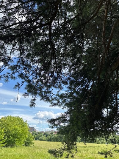 The image depicts a view of a field with distant buildings, framed by the branches of a pine tree. The foreground is dominated by the dark silhouettes of pine branches and needles, obscuring parts of the sky. The sky itself is blue with scattered white clouds and crisscrossed by power lines. In the middle ground, a vibrant green tree stands to the left of a gently undulating field of tall, green grass. Beyond the field, a line of trees forms a treeline, behind which several buildings, including apartment blocks and houses, are visible. The location is identified as Dubrovitsy, Russia. The scene is natural and undeveloped, with a hint of urban sprawl in the distance. There are no people or animals visible in the image.
