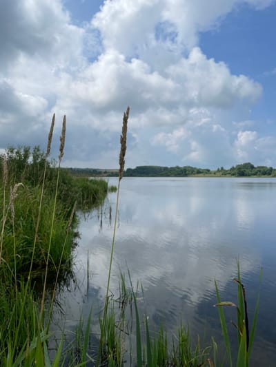 The image depicts a serene natural landscape with a body of water in the foreground and a treeline in the background. Tall, dry grass stalks and green reeds are prominent in the immediate foreground, some of which are partially submerged in the water. The water is calm and reflects the sky and surrounding greenery. The sky is partly cloudy, with fluffy white clouds against a clear blue expanse. In the distance, a gentle slope is covered with dense green trees, characteristic of the natural environment found in the region of Березник, Russia. The scene appears to be a tranquil lakeside or riverbank setting under a bright, partly cloudy day. There are no people or animals visible in the image.