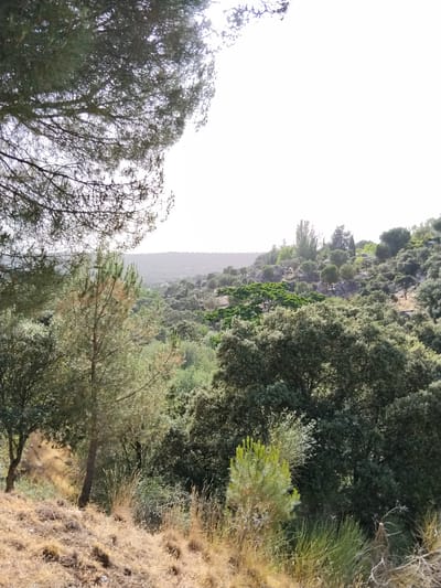 The image depicts a sun-drenched landscape within the municipality of Hoyo de Manzanares, Spain. A dense forest of varying tree types dominates the midground and background, with a prominent pine tree in the left mid-ground and a scattering of oaks and other deciduous trees filling the scene. The ground in the foreground is covered in dry, golden grasses and scattered rocks, indicative of a dry climate or season. The sky is bright and overcast, suggesting either early morning, late afternoon, or a hazy day. The terrain appears hilly, with slopes leading up to a rocky ridge in the distance. No people or animals are visible in the frame, and there are no man-made structures present, giving the impression of a natural, undeveloped area. The overall impression is one of a remote, rural, and somewhat arid natural environment.