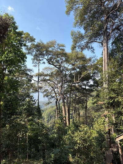 The image captures a vibrant, upward-looking view into a lush forest canopy on a bright, clear day. The perspective is from below or within the trees, emphasizing their height and the expansive sky.
Dominating the scene are numerous trees with dense, green foliage. A large, prominent tree with a broad canopy and many thick, sprawling branches occupies the central and left portion of the image. Its branches extend horizontally and upward, covered in small, light green leaves. Several other tall, slender tree trunks rise straight up through the frame, their canopies blending with the others. The overall impression is one of a dense, healthy forest.
The upper part of the image is dominated by a clear, bright blue sky with only a few faint, wispy white clouds visible, indicating fair weather. Sunlight filters through the leaves, creating varying shades of green and highlighting the textures of the bark and foliage.
In the mid-ground, beyond the immediate cluster of trees, a hazy valley or distant mountain range can be glimpsed, adding depth to the landscape. The distant terrain appears soft and somewhat indistinct due to atmospheric perspective.
Subtle man-made elements suggest the presence of adventure activities. Thin ropes or cables are visible spanning horizontally between some of the trees, particularly in the upper right section of the image. In the far upper right, a wooden structure, possibly a platform or part of a canopy walk or zip-line course, can be seen integrated with a tree trunk. This implies that the location might be an eco-tourism site or an adventure park.
The lighting suggests it is daytime, likely late morning or early afternoon, given the brightness and the clear blue sky. The atmosphere is serene and natural, despite the hints of human infrastructure for exploring the canopy.