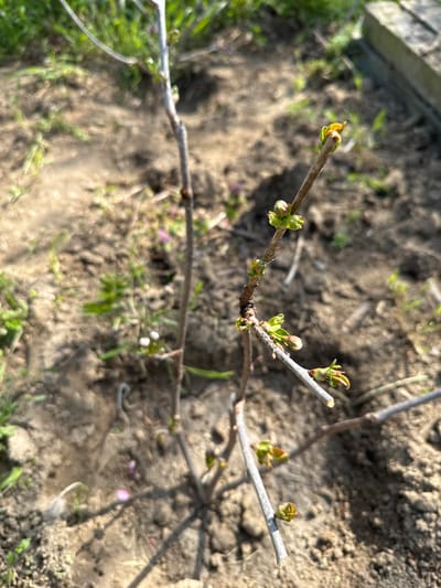 The image depicts a close-up of several branches of a plant with sprouting buds, set against a background of soil, grass, and debris. The thin, light-brown branches are the primary subject, with small, green and reddish-brown buds emerging from them. The ground beneath is composed of dark-brown soil with patches of green grass and small white and pink flowers scattered around. A concrete edge is partially visible in the upper left corner. The scene appears to be outdoors. There is no evidence of people, subjects, objects, actions, or interactions visible. There is no forensic information available. Location in Choba, Bulgaria is unknown.
