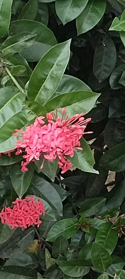 A close-up shot captures vibrant pink Ixora flowers blooming amidst lush green foliage in Aluekeujruen, Indonesia. The flowers are clustered together, forming dense flower heads, with individual blossoms appearing small and star-shaped. The surrounding leaves are broad and glossy, with a rich, deep green hue, some overlapping and creating a sense of depth. The lighting appears natural, highlighting the textures of both the flowers and leaves. The image focuses on the natural beauty of the flora, with no human presence or man-made objects visible, suggesting a garden or a natural setting within the specified location.