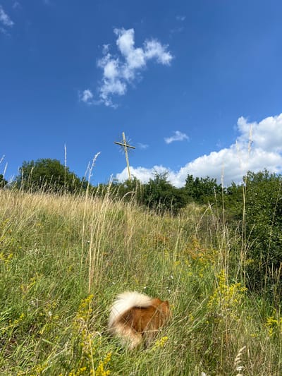The image depicts a natural outdoor scene in Karniowice, Poland, under a bright blue sky dotted with white clouds. In the background, a tall, golden cross stands prominently on a hilltop, surrounded by lush green trees. The foreground is dominated by a field of tall, dry grass interspersed with small yellow flowers. Partially hidden within the grass in the lower right quadrant of the image is the rear of a fluffy, reddish-brown and white dog. The dog's tail is raised and appears to be wagging. The overall impression is one of a peaceful rural landscape.